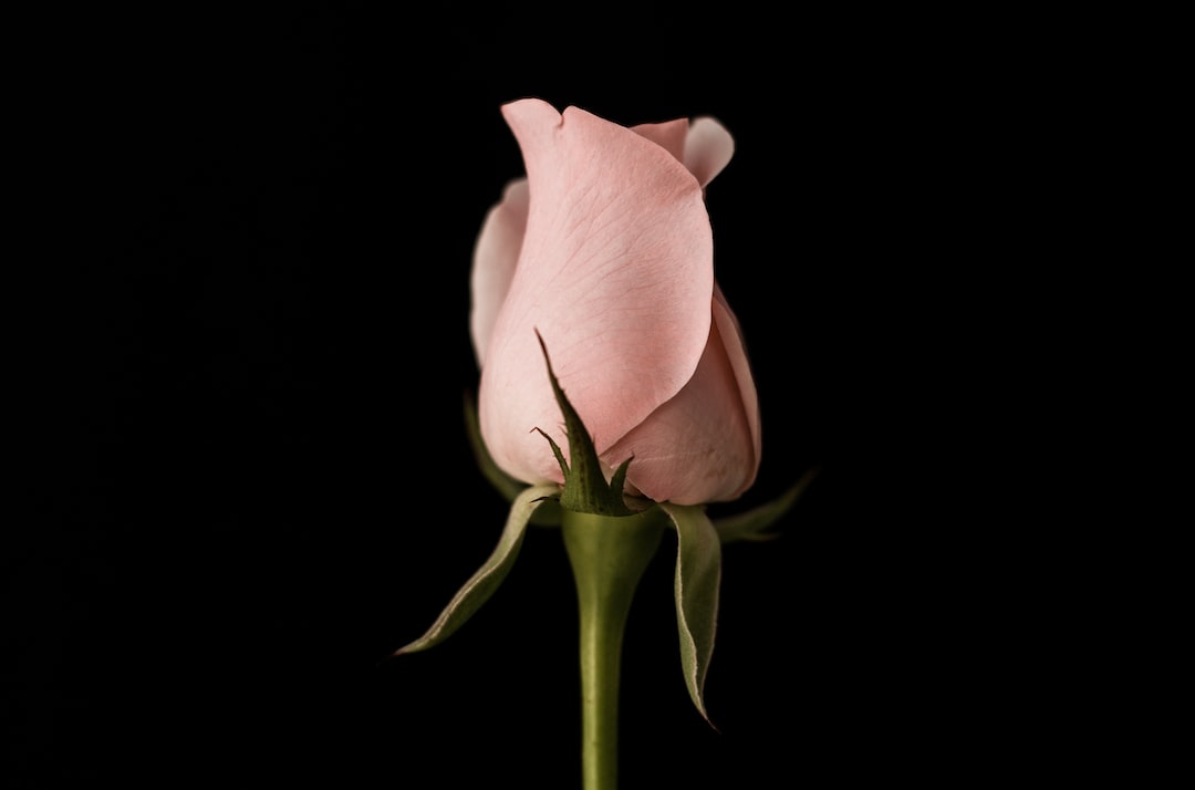 Fiori e composizioni floreali: scopri le creazioni più belle