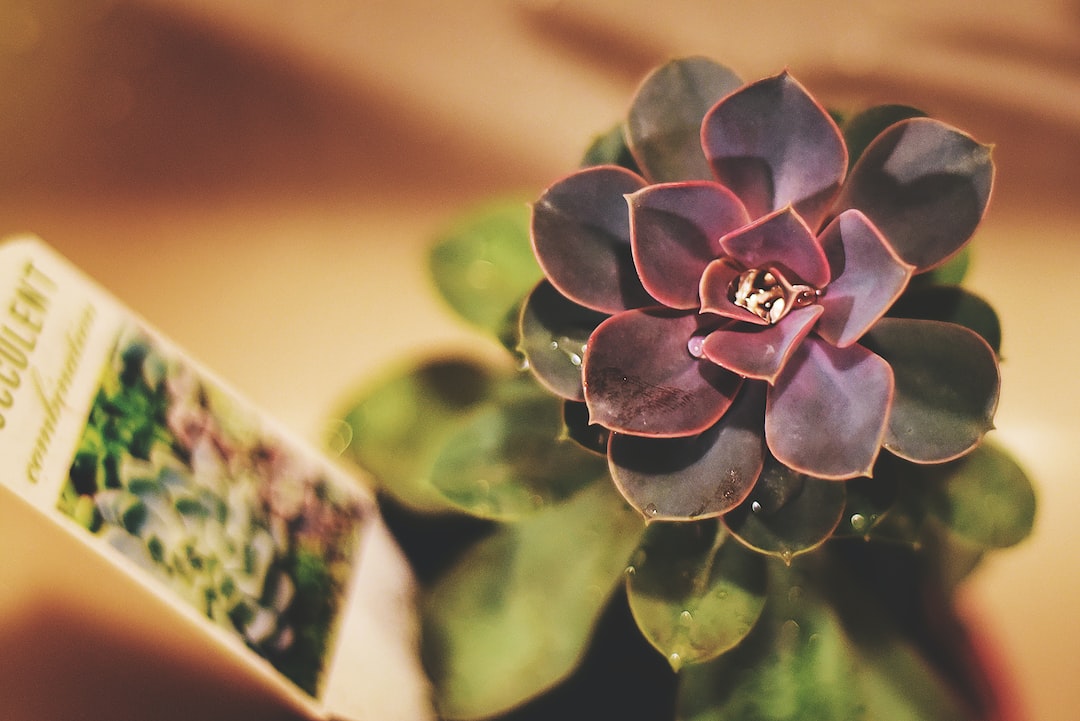 10 idee originali per bomboniere matrimonio: lasciati ispirare!