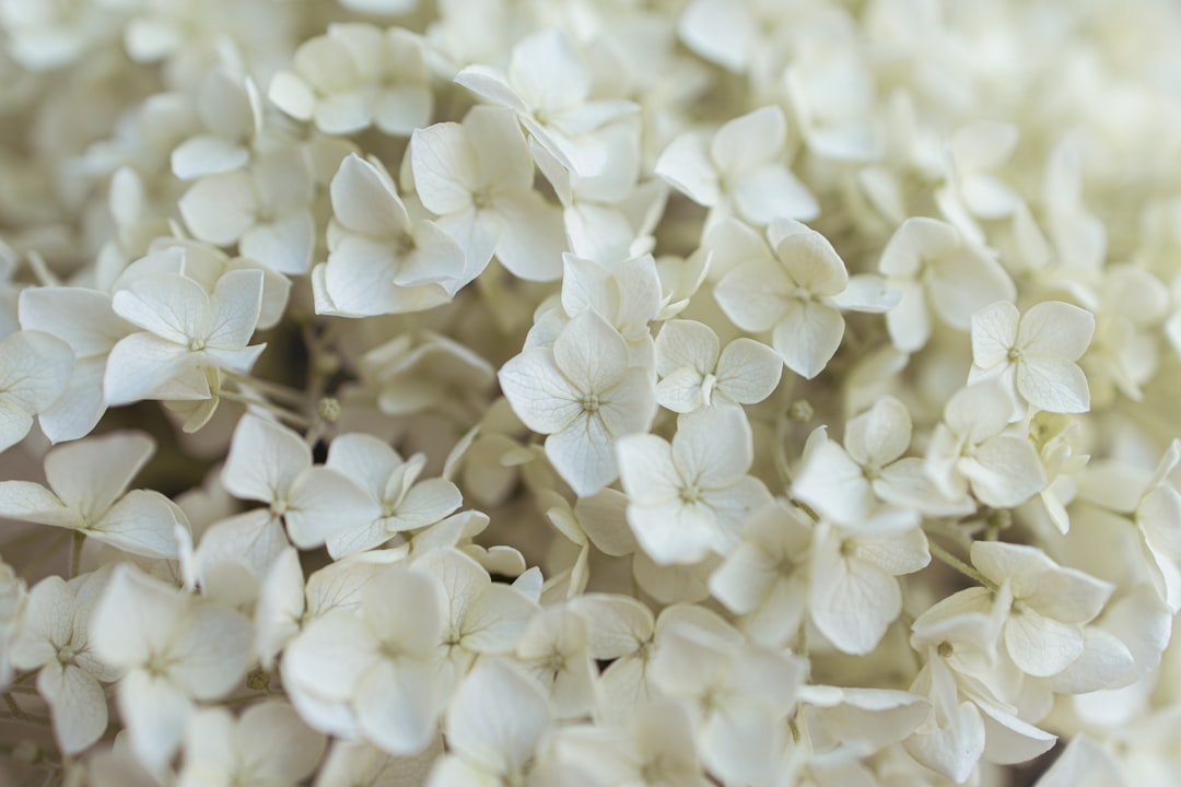 Fiori matrimonio: Tendenze e idee innovative per una festa floreale indimenticabile