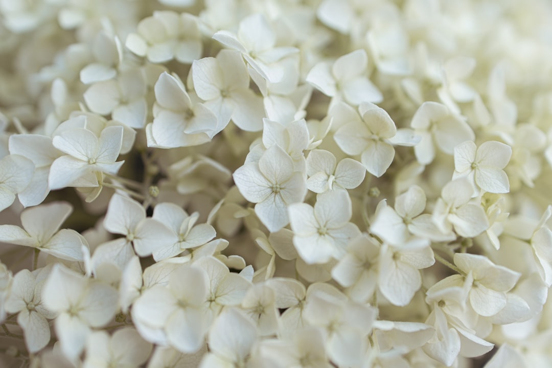 Fiori matrimonio: come scegliere i fiori perfetti per il tuo giorno speciale